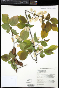 Halesia carolina image