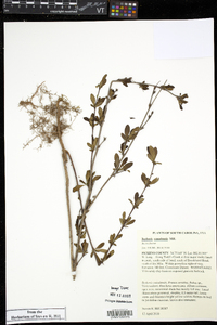Berberis canadensis image