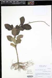 Stachytarpheta jamaicensis image