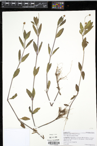 Phyla lanceolata image