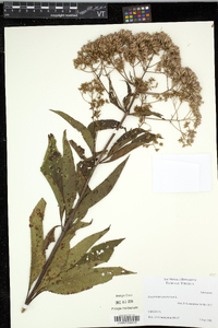 Eutrochium purpureum image