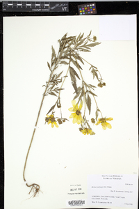 Bidens polylepis image