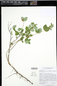 Symphoricarpos albus image