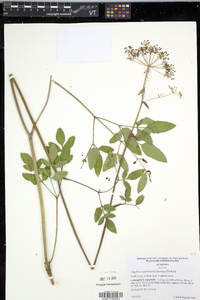 Angelica venenosa image