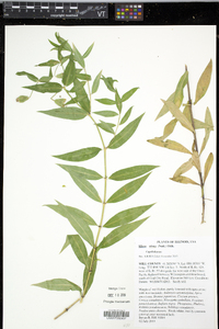 Silene nivea image