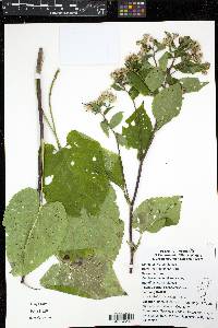 Eurybia schreberi image