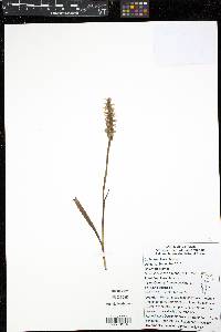 Spiranthes incurva image