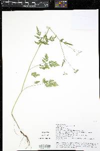 Torilis japonica image