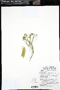 Lathyrus sylvestris image
