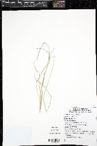 Carex arcta image