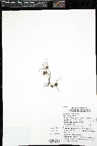 Cyperus engelmannii image