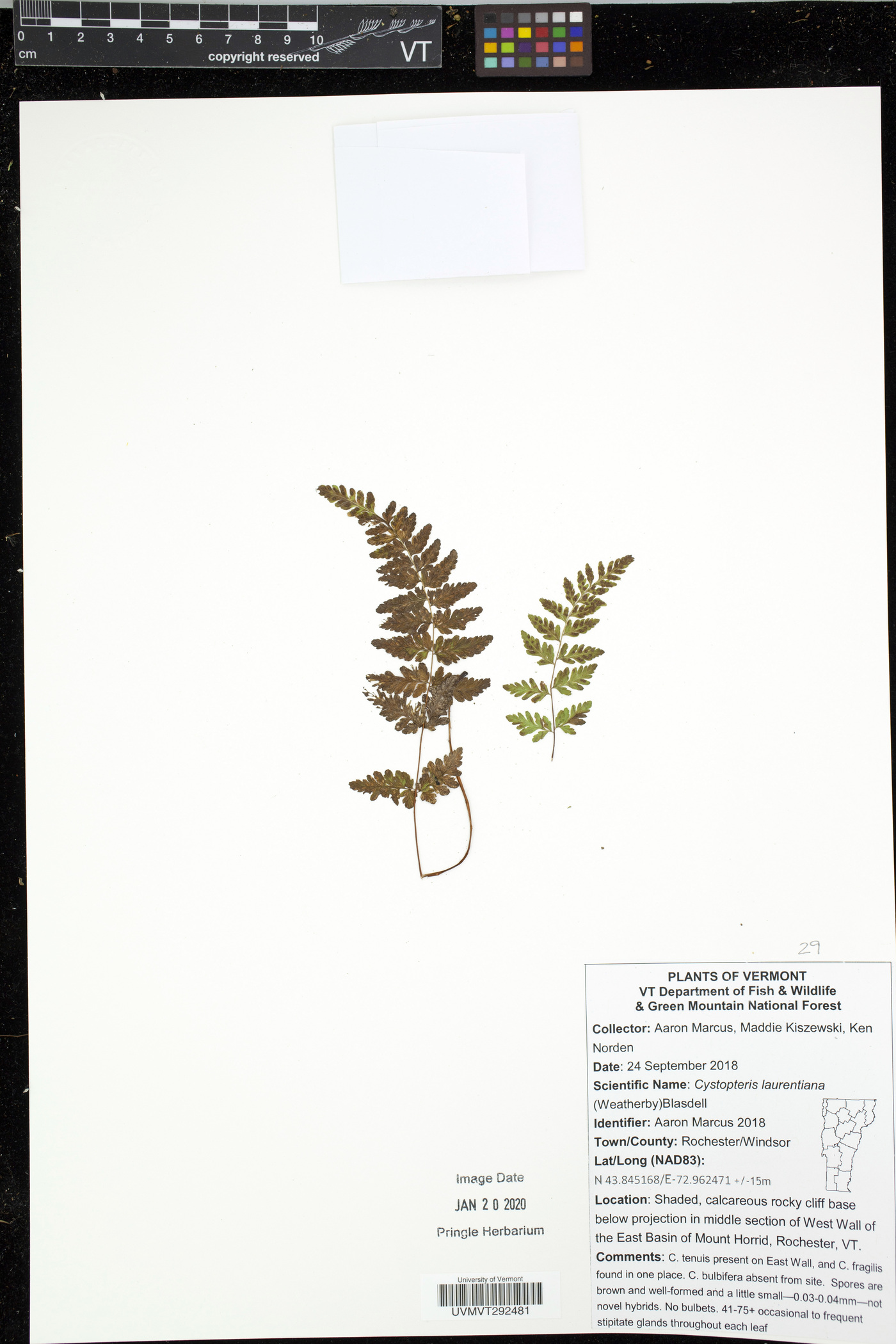 Cystopteris laurentiana image