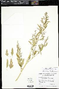 Chenopodium ficifolium image