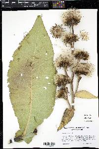 Inula racemosa image