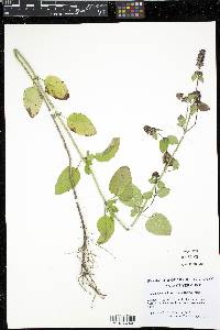 Mentha × piperita image