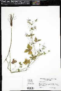 Geranium sibiricum image
