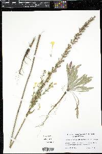 Oenothera clelandii image