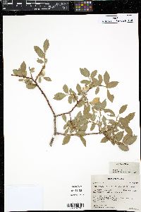 Salix boothii image