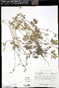 Ranunculus hispidus var. nitidus image