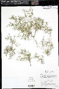 Rorippa curvipes image