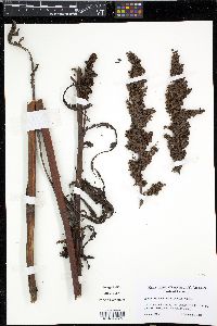 Rumex pseudonatronatus image