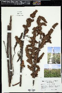 Rumex pseudonatronatus image