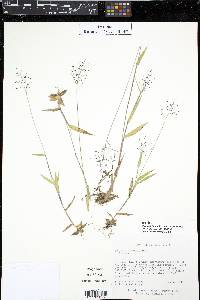 Dichanthelium sphaerocarpon image