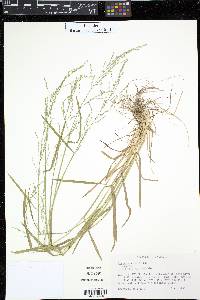 Poa sylvestris image