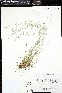 Poa autumnalis image