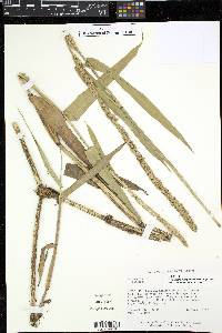 Hymenachne amplexicaulis image