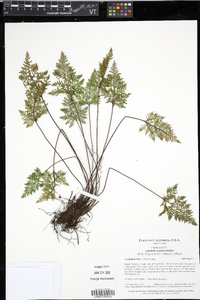 Aspidotis carlotta-halliae image