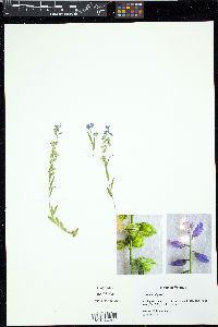 Polygala vulgaris image