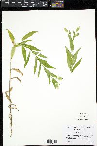 Silene nivea image