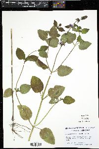Mentha × piperita image