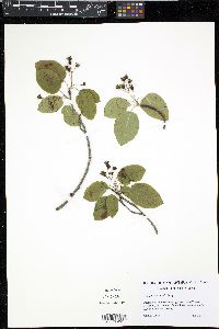 Amelanchier humilis image