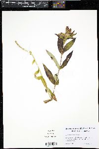 Gentiana andrewsii image