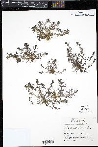 Triphysaria pusilla image