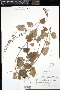 Tolmiea menziesii image