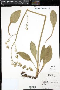 Saxifraga oregana image