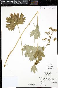 Boykinia major image