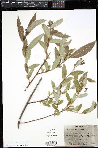 Salix lasiandra var. lasiandra image