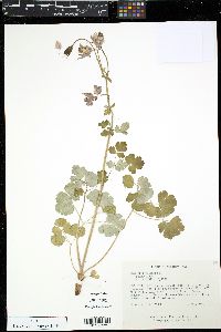 Aquilegia vulgaris image
