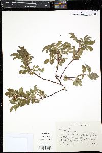 Rosa blanda image