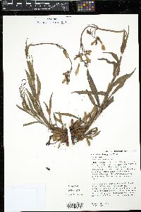 Penstemon hirsutus image