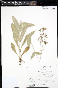 Penstemon calycosus image