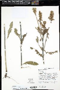 Pedicularis lanceolata image