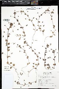 Veronica persica image
