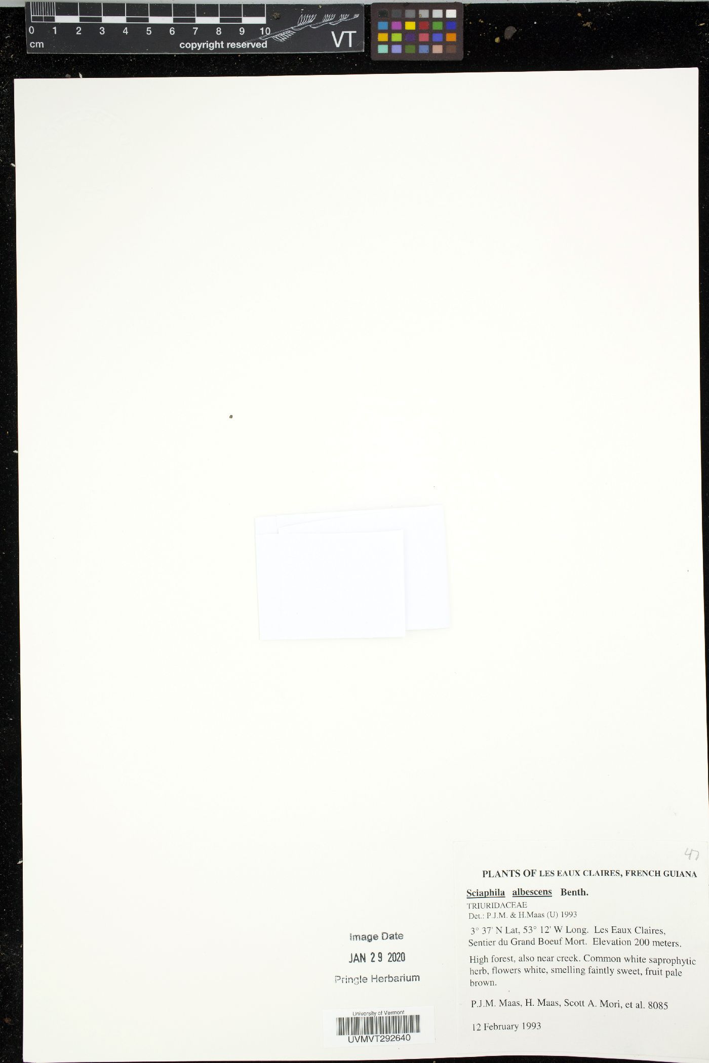 Sciaphila albescens image