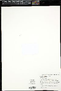 Media resource of Sciaphila albescens