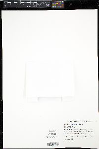 Media resource of Sciaphila purpurea